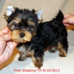 micro teacup yorkie puppies for sale