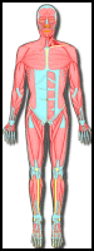 Bears Den Body Systems