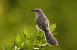 We have a mockingbird that lives somewhere in our yard. I hear it sing ...