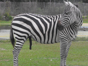 Marty The Zebra...