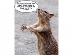 funny squirrel pictures with captions, funny squirrel Pictures , funny ...
