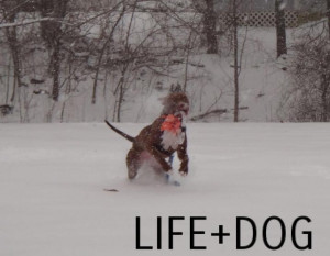 Dogs In Snow. Dog Thank You Sayings. View Original . [Updated on 12/9 ...