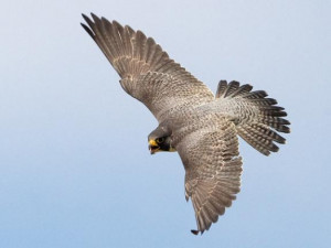 Peregrine Falcon Female