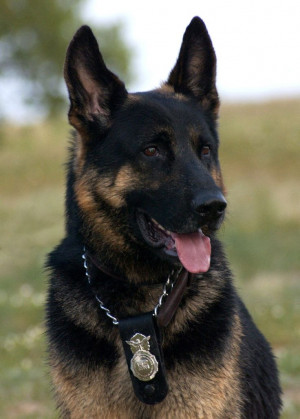 ... Shepherd Dogs, German Shepherd Police Dogs, German Shepherds, German