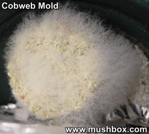 ... quote quick reply looks perfectly healthy no cobweb mold there cobweb