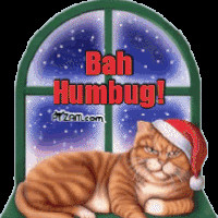 Bah Humbug Cat photo BahHumbugCatWindow.gif