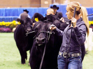 Girl steers beef during American Royal Livestock Show