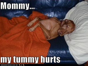 funny-dog-pictures-your-dog-has-a-tummyache.jpg