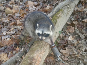 Last edited by Marc; 03-17-2011 at 22:43 .