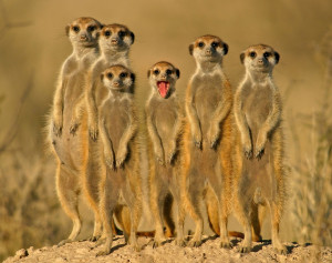 Endangered African safari animals pic by Steve Fujinaka , My Shot