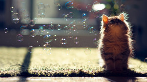 Soap bubbles and catシャボン玉とかわいい子猫の壁紙