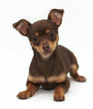 ... Border terrier Boston terrier Cavalier King Charles spaniel Chihuahua