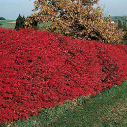 Dwarf Burning Bush Hedge…dark green in spring and summer, fiery red ...