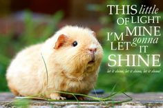 Guinea Pig Quotes ️