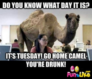 Tuesday not humpday camel