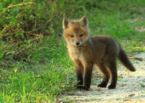 Baby Fox ( i.imgur.com )