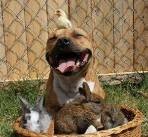 THIS IS HAPPINESS. What a sweet pit bull!: Pitt Bull, Bull Terriers ...