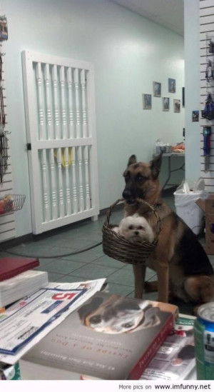 dog grooming spa, she turned around and saw this happening…. | Funny ...