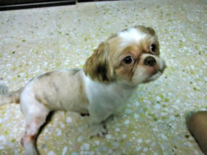 brown-eyed, brown/white female shih tzu (jurong west, sat 5 jun
