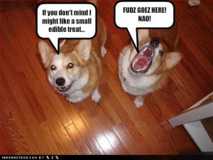 dog quotes funny. Funny Cats And Dogs.