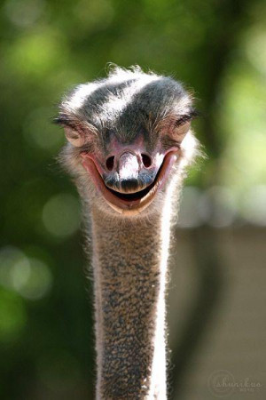 Funny Ostrich Pictures on Funny Image Ostrich And Giraffe Funny Pics ...