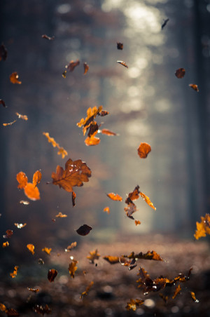 Leaves in the wind