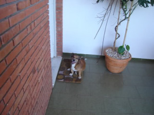 This one is for my 15-year-old dog that died last Friday. RIP Pimpo ...