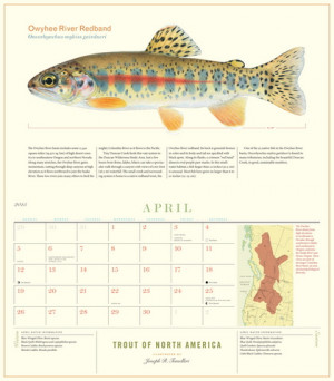 trout species of north america