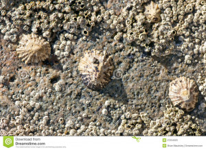 Limpets And Barnacles Found
