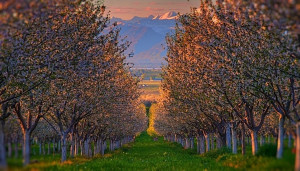 Cherry Orchard in Spring, Utah