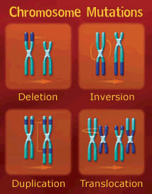 deletion duplication inversion translocation