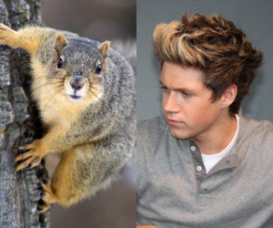 Niall-Horan-One-Direction-squirrel-1.jpg