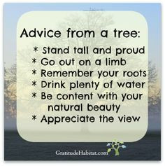 ... tall and appreciate the view #gratitude -quote #advice -from-a-tree
