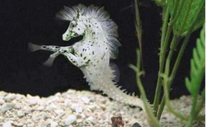 Seahorse - for some reason God spared this one. Only He cut off the ...