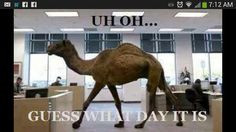 camel hump day happy hump funny stuff humor favorite commercials ...