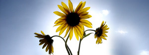 Yellow Sunflowers Facebook Cover Preview