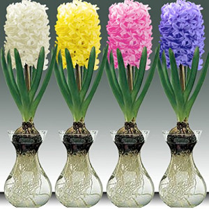 Hyacinth Bulb in Glass Vase