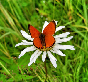 the cocoon and the butterfly man found a cocoon for a butterfly one ...