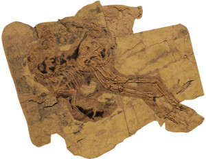 Feathered Dinosaur Fossils