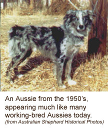 What the Australian Shepherd Club of America says: