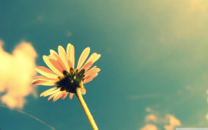 summer flower wallpaper tumblr quotes with 2560x1600 Resolution