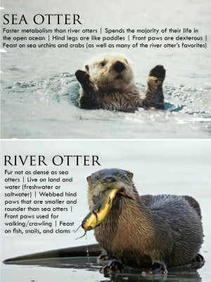 Showing Gallery For Sea Otter Holding Hands Quote