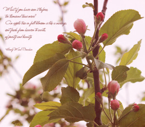 Apple Blossom Motivational Quote Photo Art by Tori Beveridge 2013