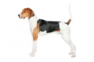 Related Pictures treeing walker hound hunting dogs