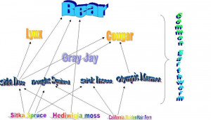 Tropical Rainforest Biome Food Chain