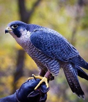 Peregrine Falcon via Paradise of Birds on Facebook