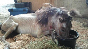 The owner of the miniature horses is charged with one count of felony ...