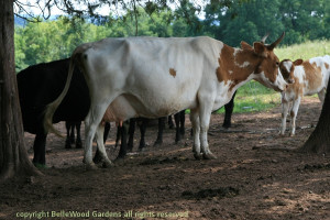 Best Milk Cow Breeds...