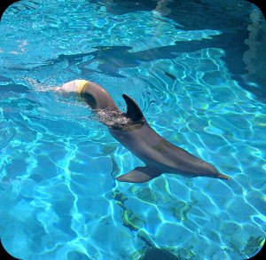 winter,+winter+the+dolphin,+dolphin+tale,+clearwater+marine+aquarium