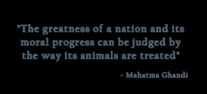 Gandhi Quotes Society Animals ~ About The Animal Show: Helping Animals ...